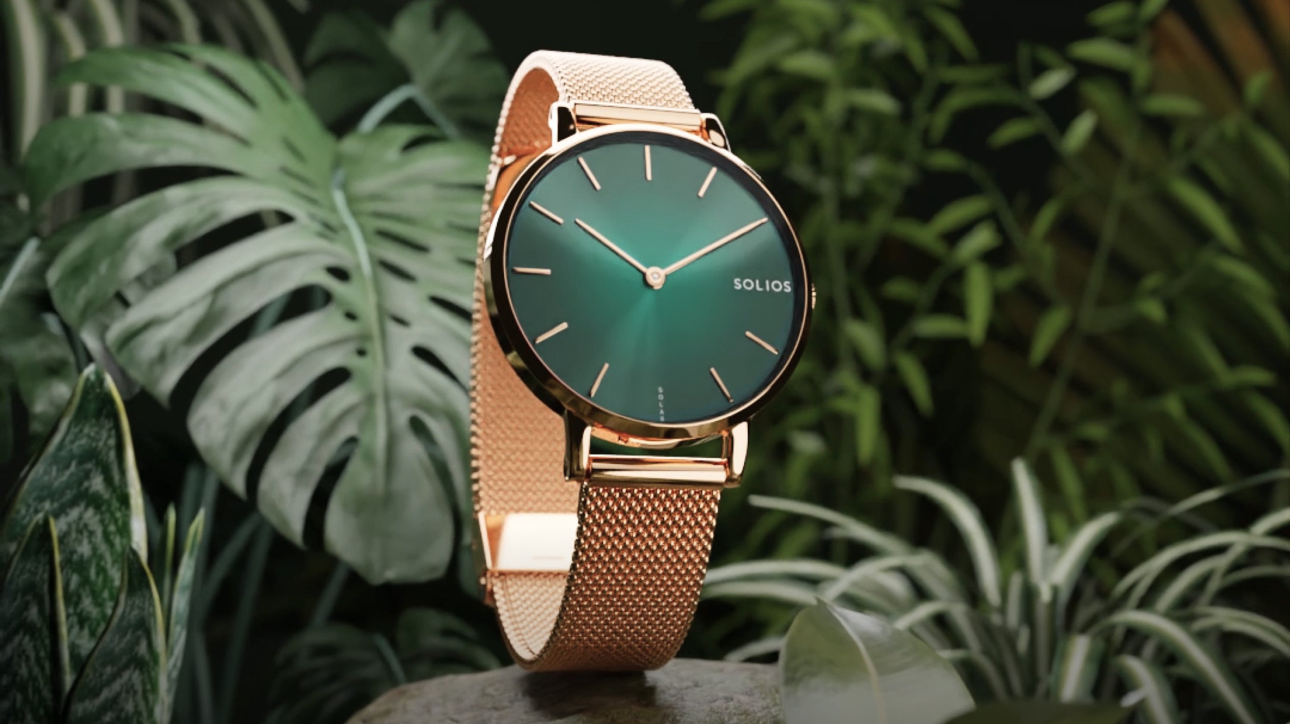 The New Mini Rainforest