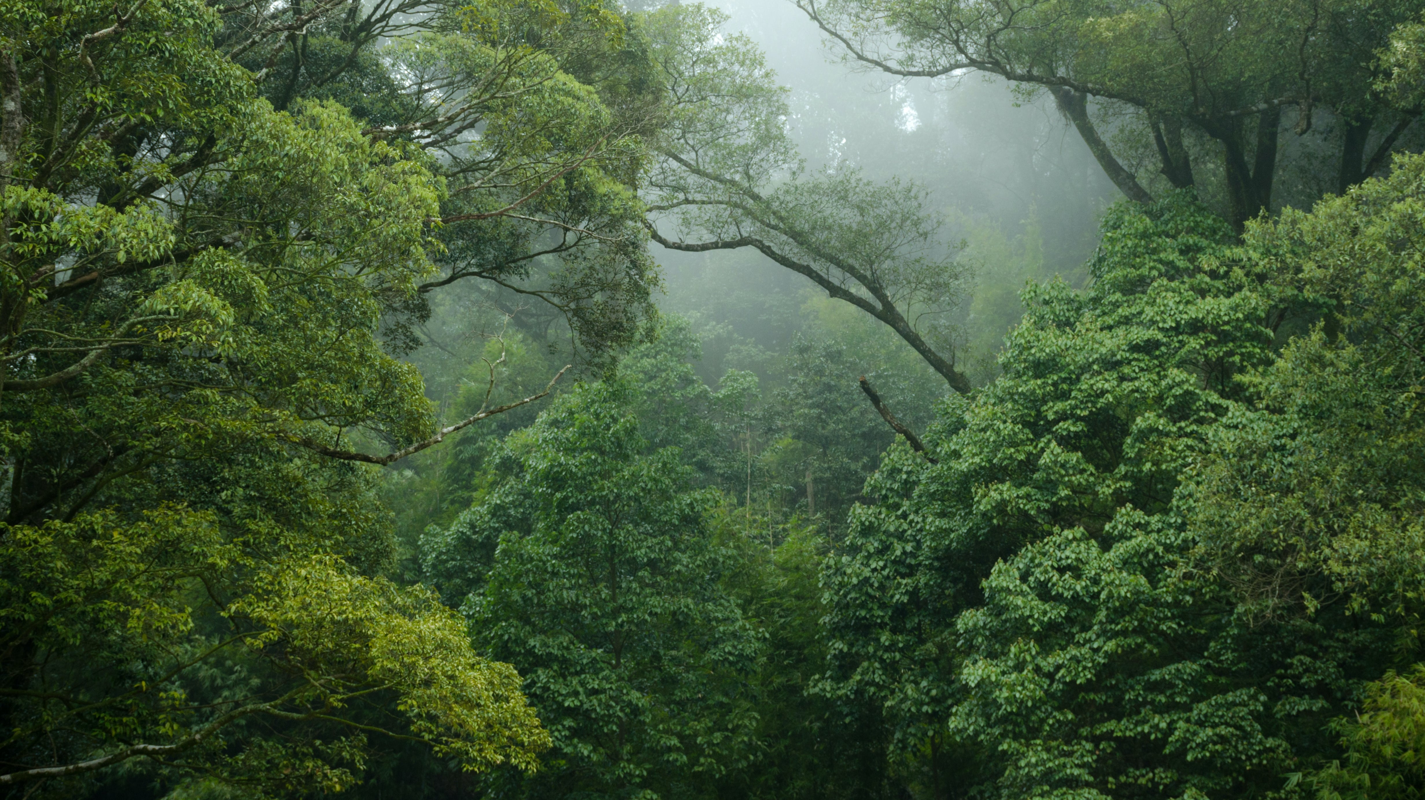 Plant trees, or protect our rainforest, what's best for our future?